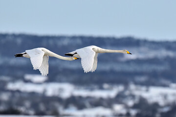Migrating Whooper swans