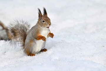 Squirrel on the snow in winter