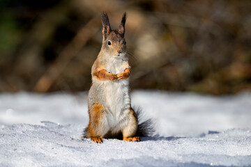 Squirrel on the snow in winter