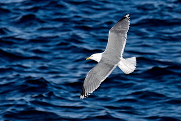 European herring gull