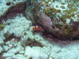 Young Yellowtail Wrasse