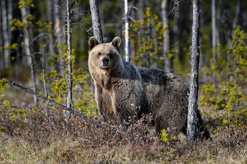Fototapeta premium Bear tries to smell what is happening around