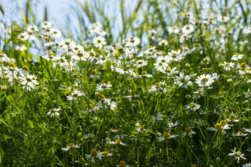 Beautiful and vibrant flowering chamomile bush bathed in warm sunlight. Some of the flowers are fully open, revealing a bright yellow disc, surrounded by numerous florets (petals) with white rays.