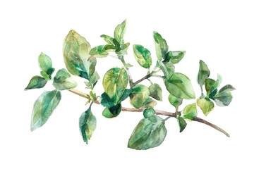 Fototapeta premium Fresh Herbal Seasoning Dried Oregano and Marjoram Watercolor Illustration
