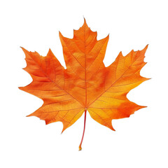 Obraz premium A leafy orange and yellow leaf with a stem. The leaf is on a white background.