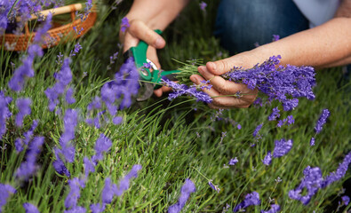 Women's hands cut lavender