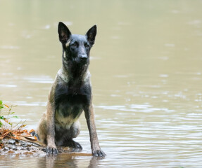 Naklejka premium belgian shepherd in nature