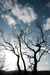 Burnt Trees Silhouetted Against Evening Sky