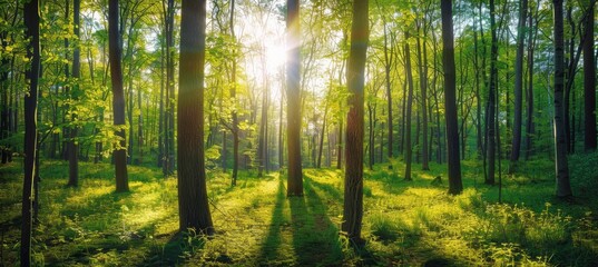Sunlit Forest Landscape