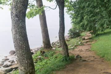 Fototapeta premium blurred path on a wooded sea coast in cloudy weather