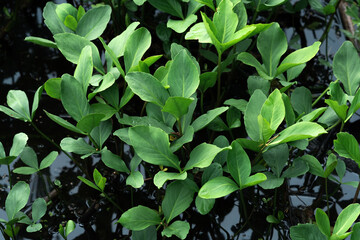 bogbean leaves above the water surface in a swamp close-up