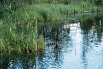 Duck and ducklings swimming in a small lake among reeds