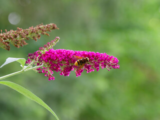 Volucella zonaria - Volucelle zonée, un syrphe déguisé en frelon, se gavant du nectar d'une grappe de fleurs de Buddleia de David (Buddleja davidii)
