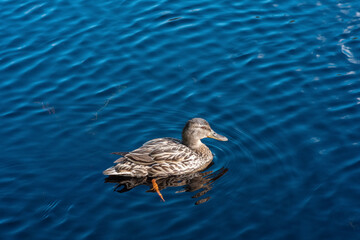 Mallard duck swimming in the lake, blue water background.