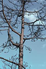 Burnt Tree and Clear Sky in Legarda Forest