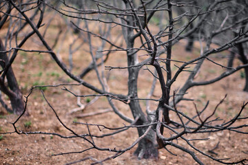 Charred Branches Against a Background of Burnt Hills