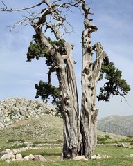 juniper tree