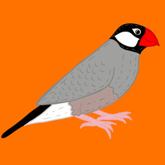 illustration of a bird