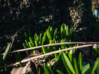 Green plant growing in the garden