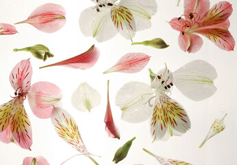 pattern of white and pink flowers on a light background with water drops