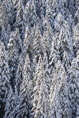 snow covered trees