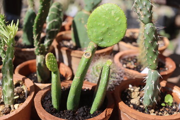 Opuntia inamoena kaktus
