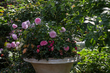 Elegant floral arrangement of pink roses in a classic garden pot, surrounded by lush greenery, perfect for commercial use in gardening, floral design, and event planning.
