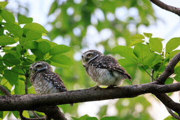a couple of Spotted Owlets perching on a tree branch in forest park, Athene brama, Owl with yellow big eyes, white eyebrows and neck-band