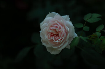Close-up of a blooming pale pink rose with delicate petals and a blurred green background, ideal for use in floral design, gardening, and commercial promotions of botanical products.