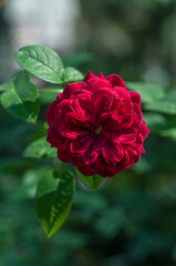 Bright red roses flourish amidst lush green foliage, basking in the warm sunlight. Rose creates a stunning combination of colours that contrasts beautifully with the vibrant green leaves.