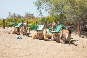 Fototapeta premium Camels in the dunes of Maspalomas on the Island of Gran Canarias