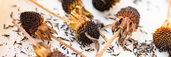Dried rudbeckia flower heads. Collecting seeds for propagation. Gardening background.