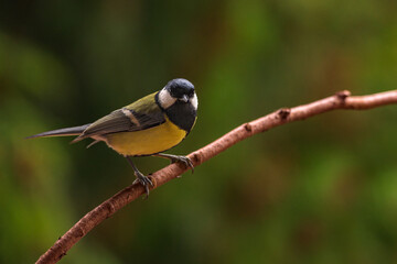 Great tit, Parus major, sitting on a branch.