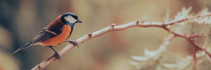 Great tit, Parus major, sitting on a branch.