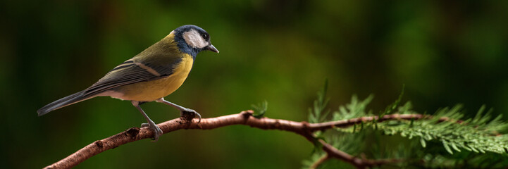 Great tit, Parus major, sitting on a branch.