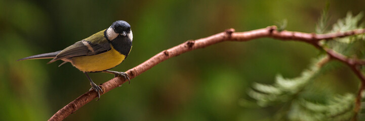 Great tit, Parus major, sitting on a branch.