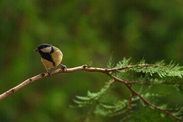Great tit, Parus major, sitting on a branch.