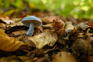 Wild mushroom background. Inedible mushrooms growing in their natural forest habitat. Seasonal...