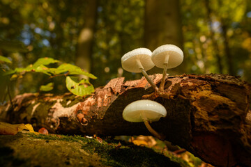 Wild mushroom background. Inedible mushrooms growing in their natural forest habitat. Seasonal...