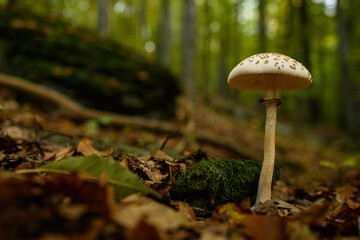 Wild mushroom background. Inedible mushrooms growing in their natural forest habitat. Seasonal...