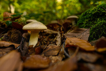 Wild mushroom background. Inedible mushrooms growing in their natural forest habitat. Seasonal mushrooms autumn background.