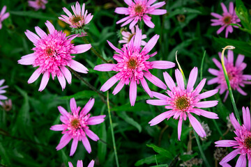 Obraz premium pink Echinacea purpurea amazing flower in summer garden, wallpaper