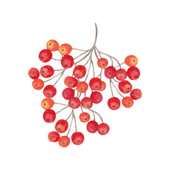 A bunch of red-orange rowan berries. Botanical watercolor illustration. Hand drawn isolated clip art. Autumn holidays, Thanksgiving. For printing on postcards, stickers, notepads, dishes, paper