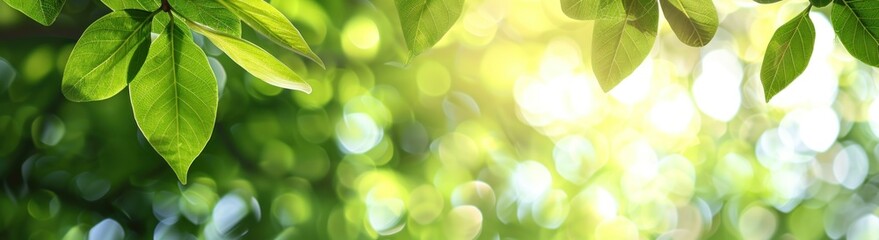 Green leaves with blurred background of sun shining through.