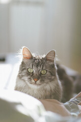 Young fluffy cat portrait. Adorable Maine Coon on the bed close up on the sun. Cute morning guest