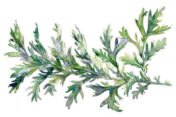 Obraz premium Hand-painted Watercolor Illustration of Fresh Sagebrush Sprig for Herbal Therapy and Aromatherapy