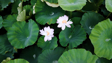 ドローンで撮影した蓮の花（日本）