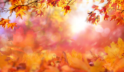 red and yellow fall  leaves, autumn natural background with maple trees, autumnal landscape
