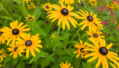 ルドベキア・ヒルタの花（日本）