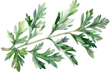 Naklejka premium Medicinal Wormwood Herb Sprig. Watercolor Illustration of Aromatherapy Plant Isolated on White
